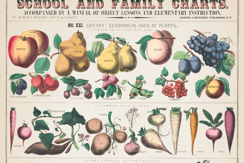 Vintage school wall chart