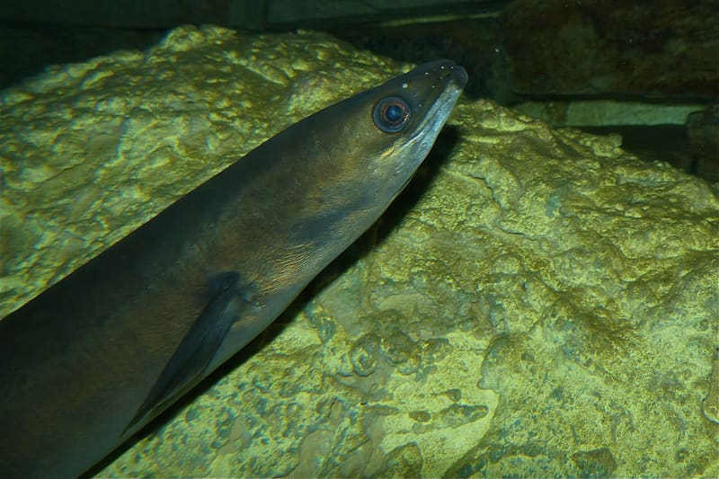 European eel Anguilla
