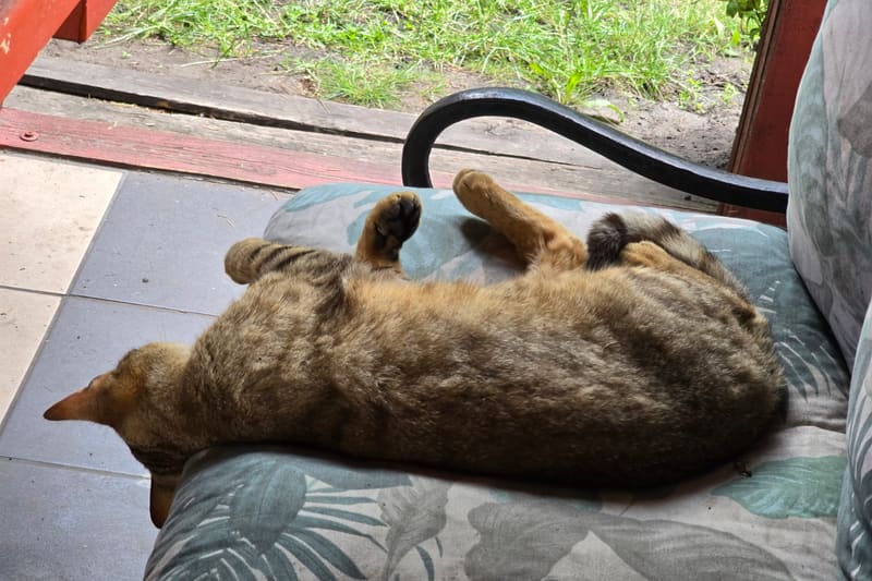 Domestic cat sleeping