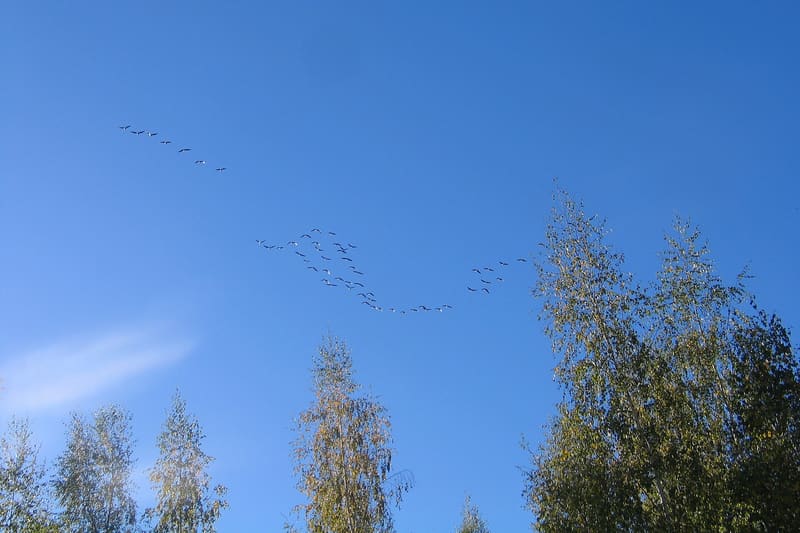 Migrating birds flock sky