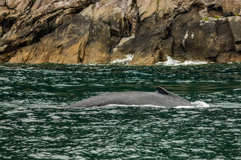 Megaptera novaeangliae