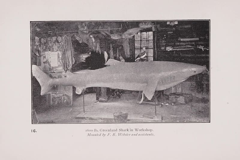 Greenland shark