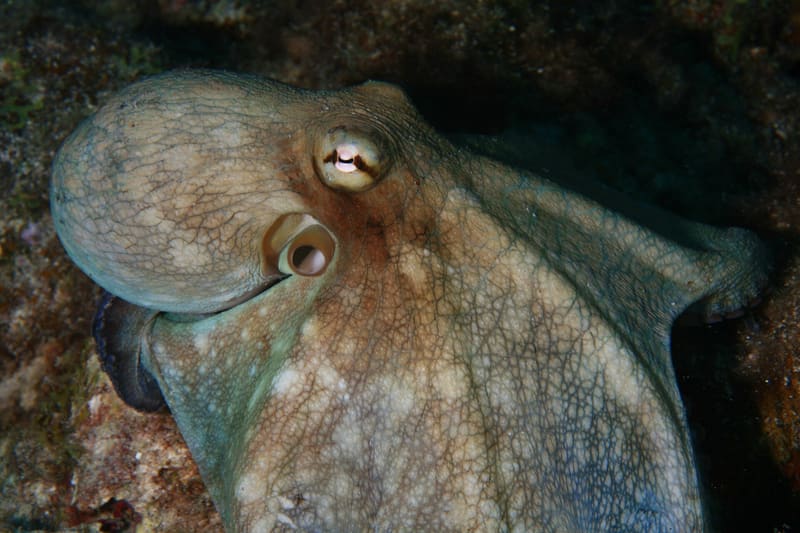 Octopus vulgaris swimming