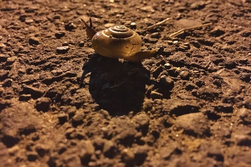 Garden snail shell