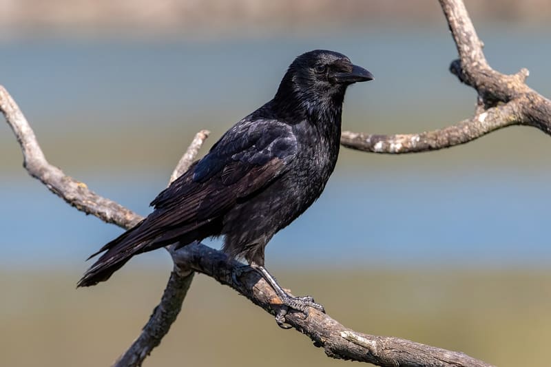 Carrion crow perched