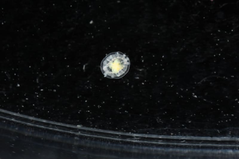 Turritopsis jellyfish