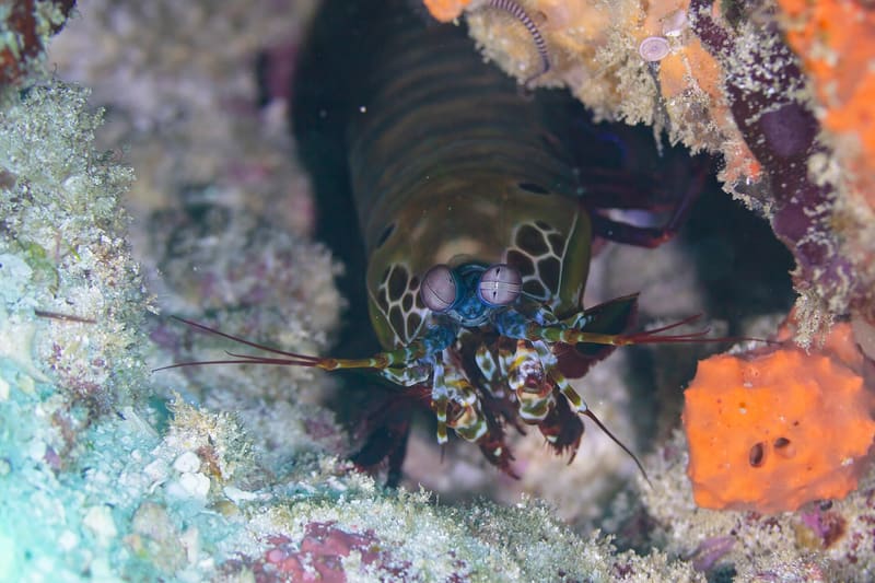 Peacock mantis shrimp