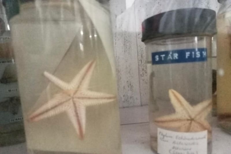 Sea star regenerating arm