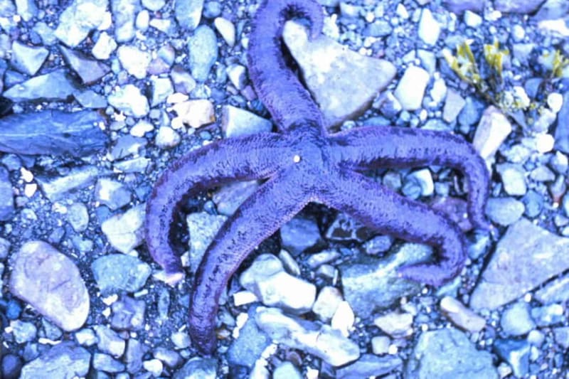 Starfish on rock