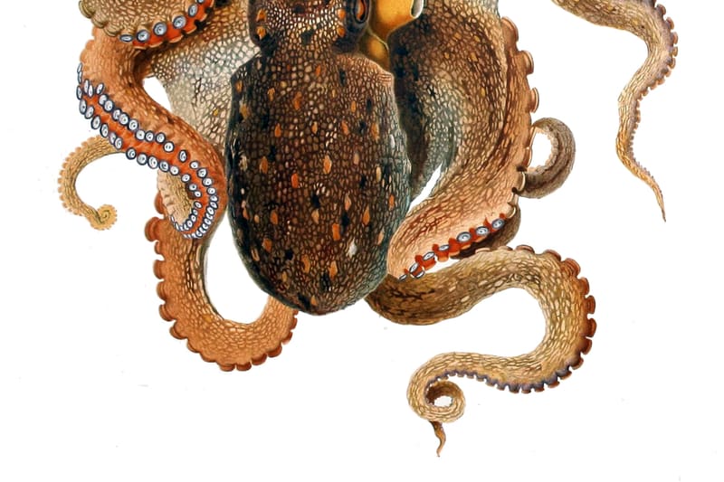Octopus vulgaris