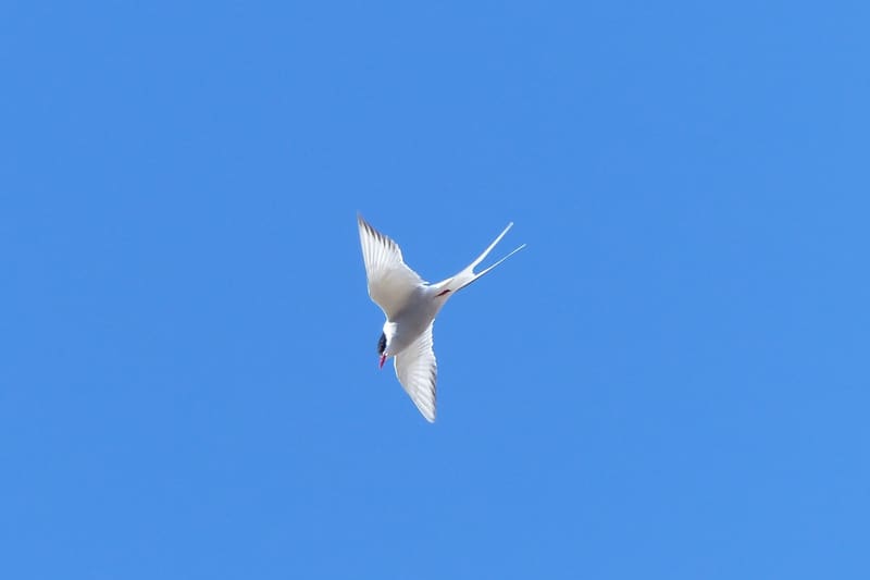 Arctic tern flight