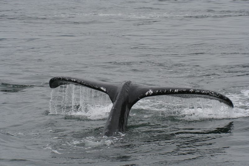 Humpback whale tail fluke