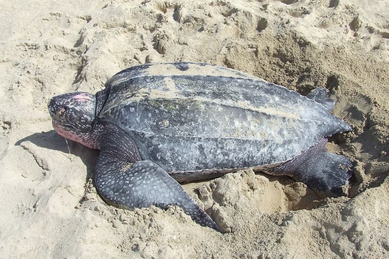 Leatherback turtle beach