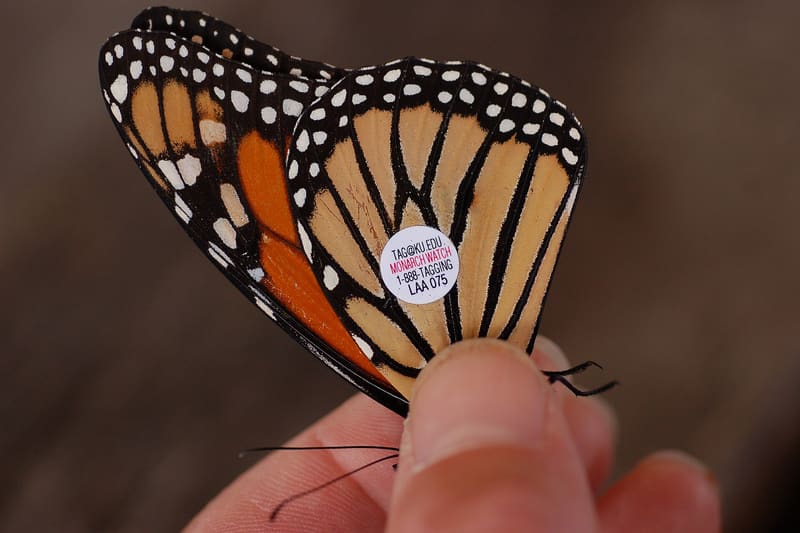 Danaus plexippus butterfly
