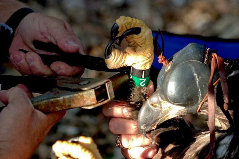 Bird ringing banding research