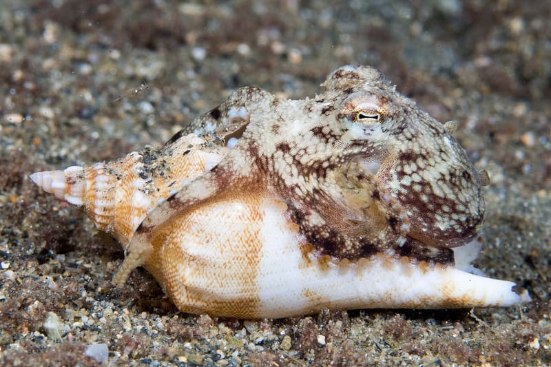 Amphioctopus marginatus coconut