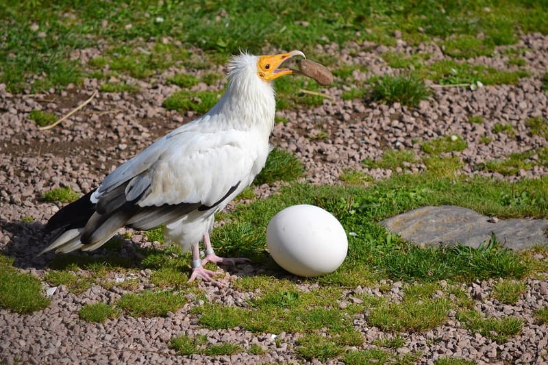Egyptian vulture stone egg