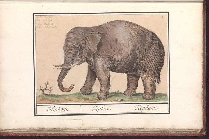 Elephas maximus trunk