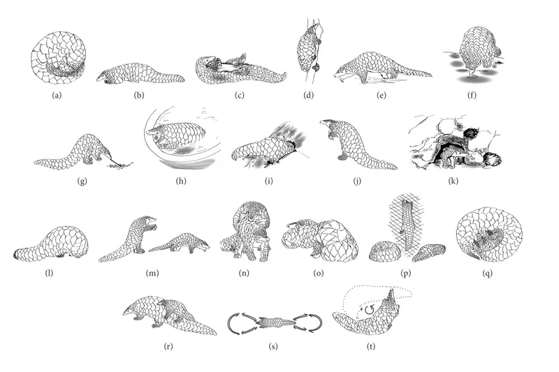 A branded card in olive green introducing a list of ten little-known animal species.