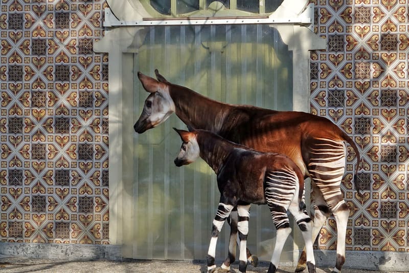 Okapi