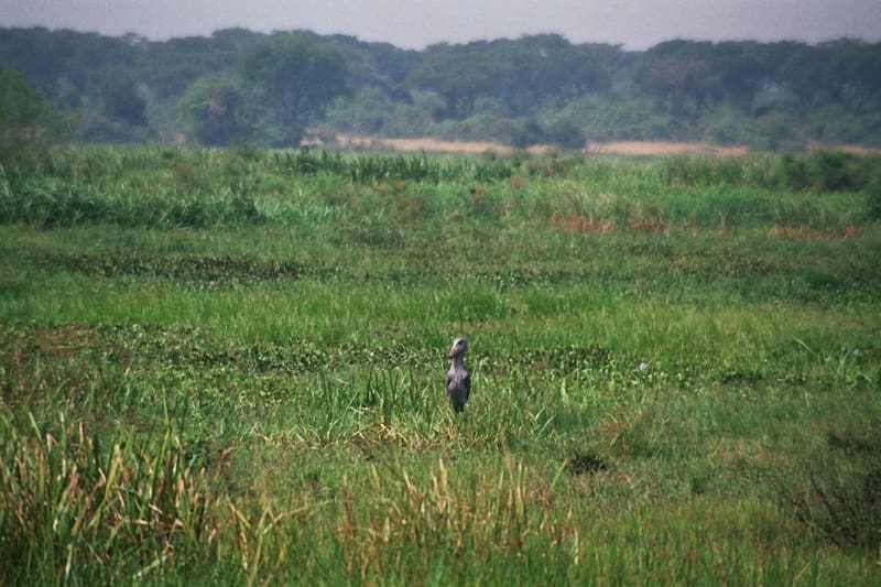 Shoebill stork Balaeniceps