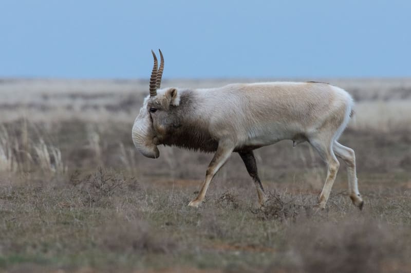 Saiga tatarica