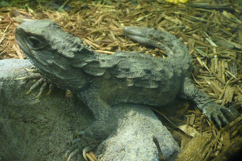 Sphenodon punctatus