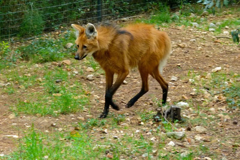 Maned wolf Chrysocyon