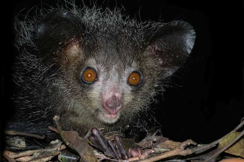 Aye-aye lemur Madagascar