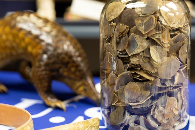 Pangolin scales