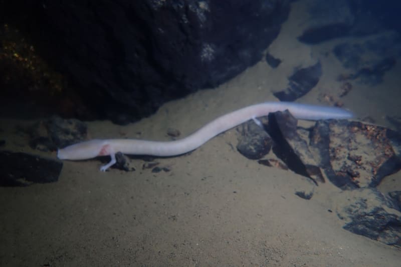 Olm Proteus anguinus cave