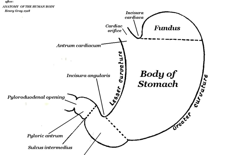 Human stomach anatomy