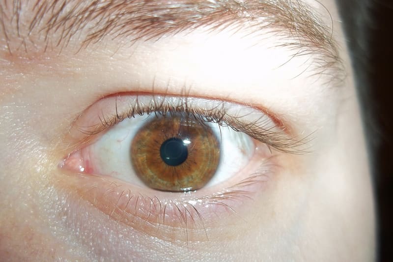 Human eye iris