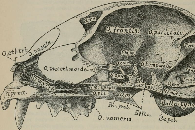 Human nasal cavity anatomy