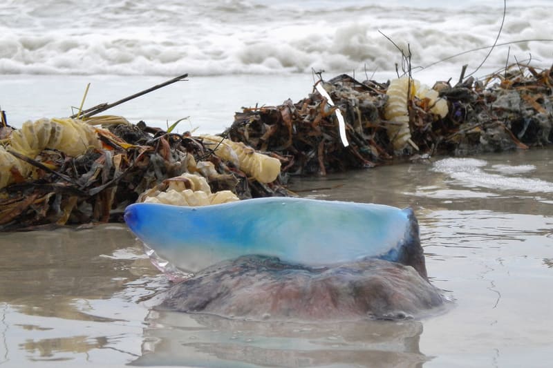 Siphonophore colony