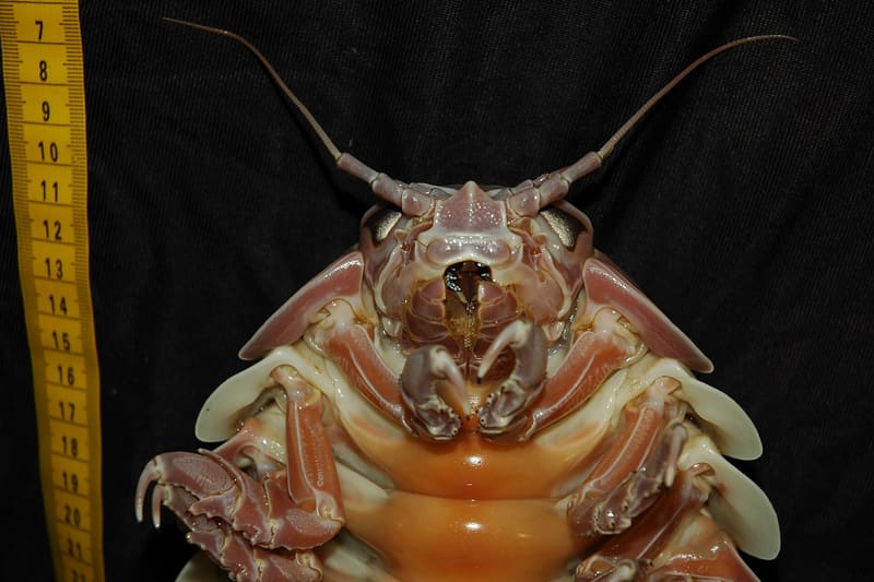 Giant isopod Bathynomus