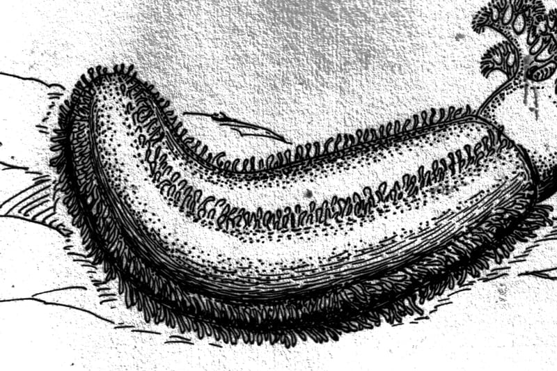Holothuroidea sea cucumber