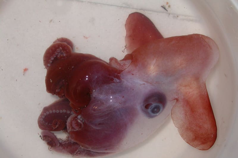Grimpoteuthis dumbo octopus