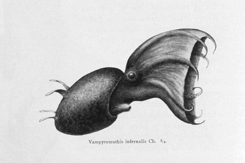 Vampire squid