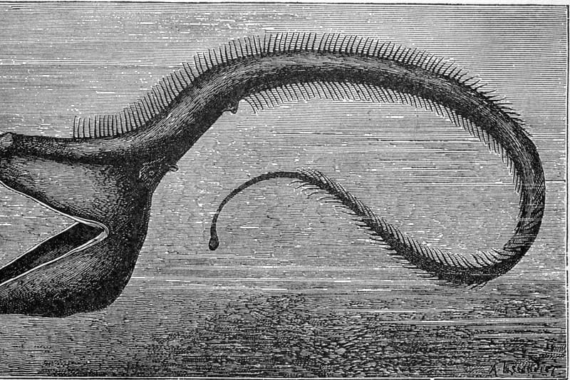 Gulper eel