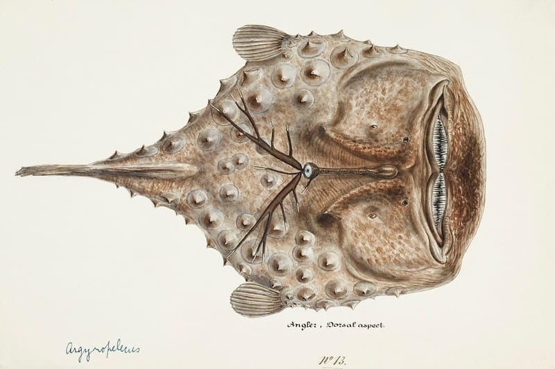 Anglerfish specimen
