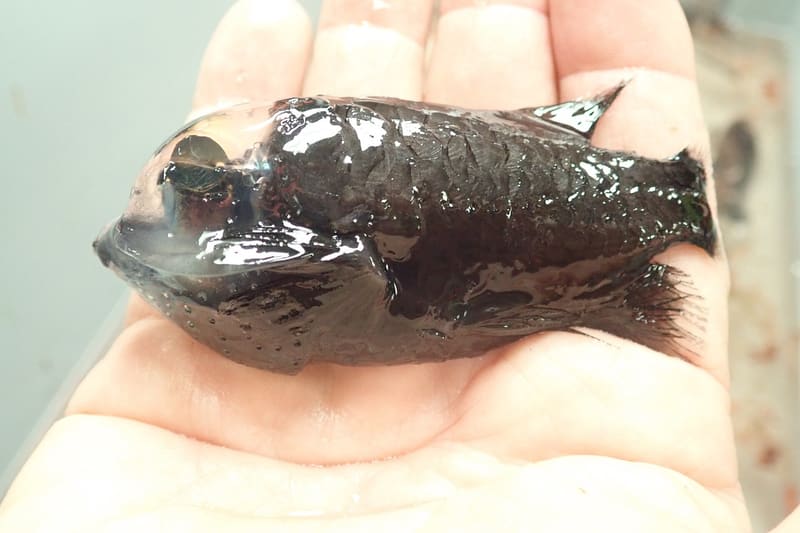 Barreleye fish