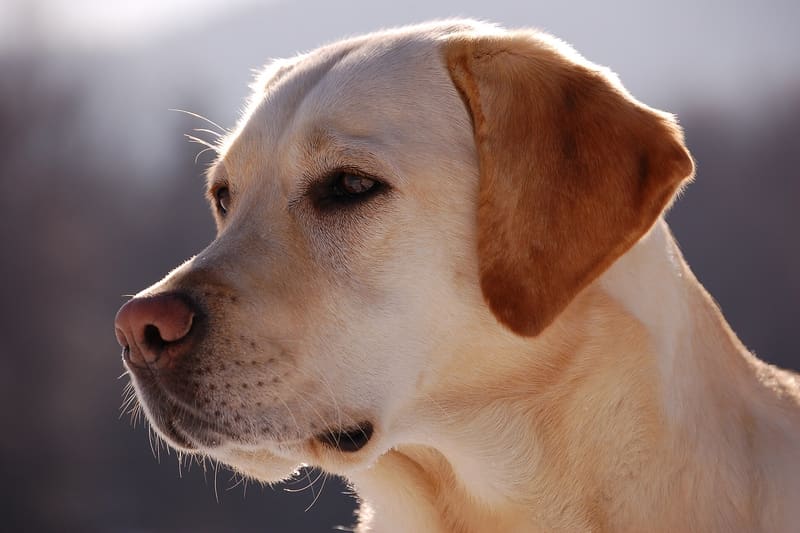 Labrador Retriever portrait