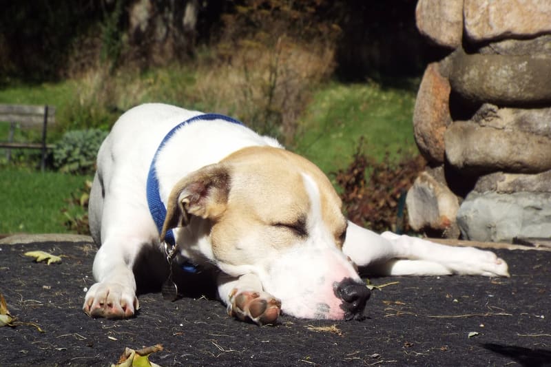 Sleeping dog