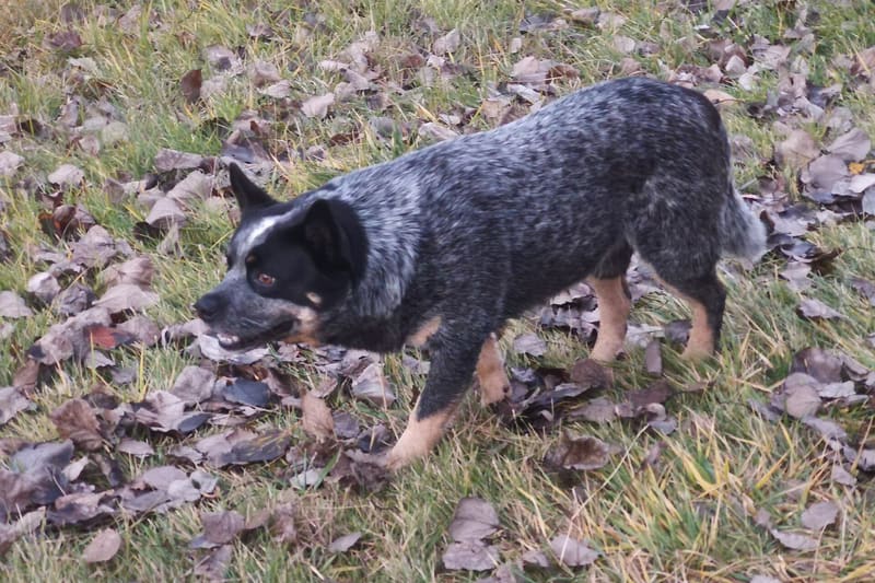 Cattle dog heeler working