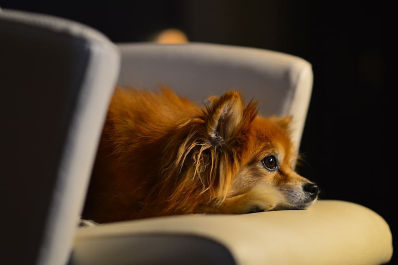 Dog lying watching