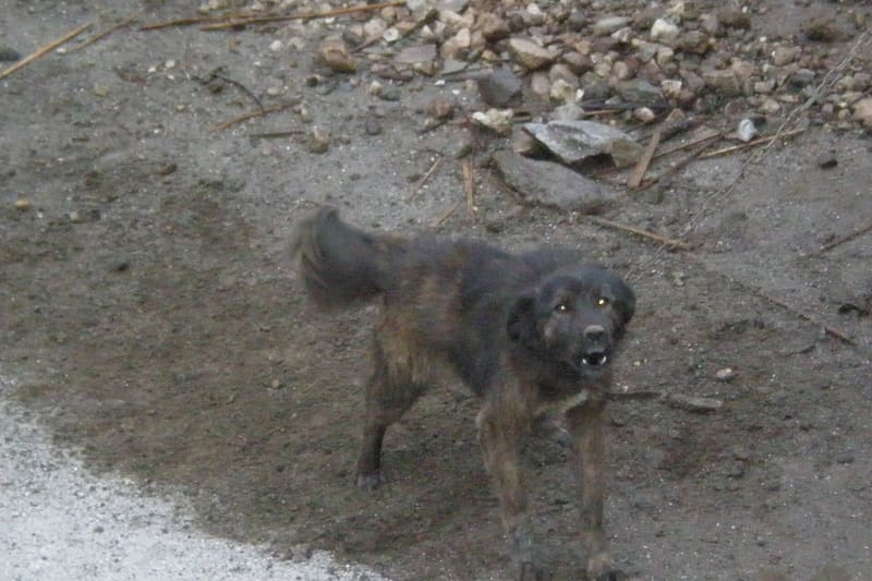 Guard dog barking