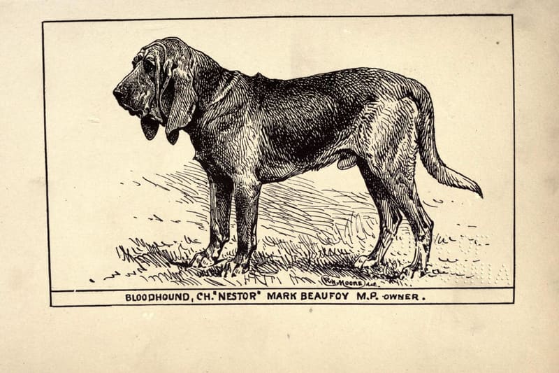 Bloodhound tracking