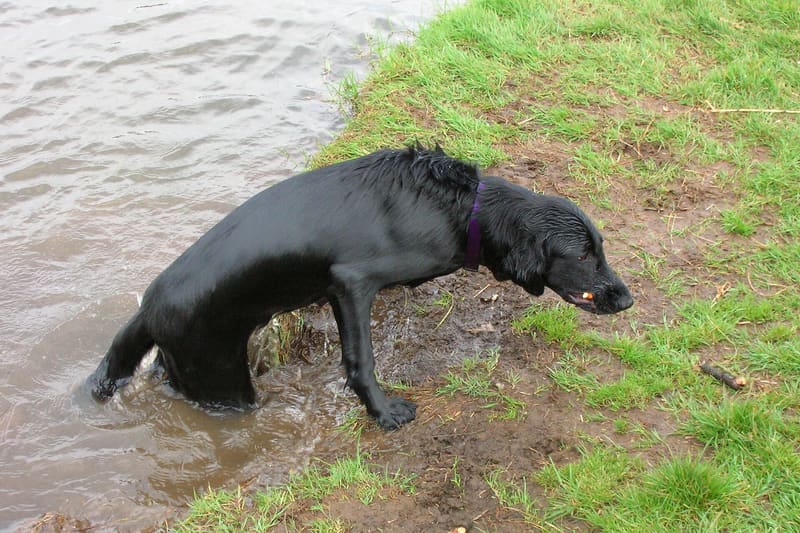 Retriever dog carrying