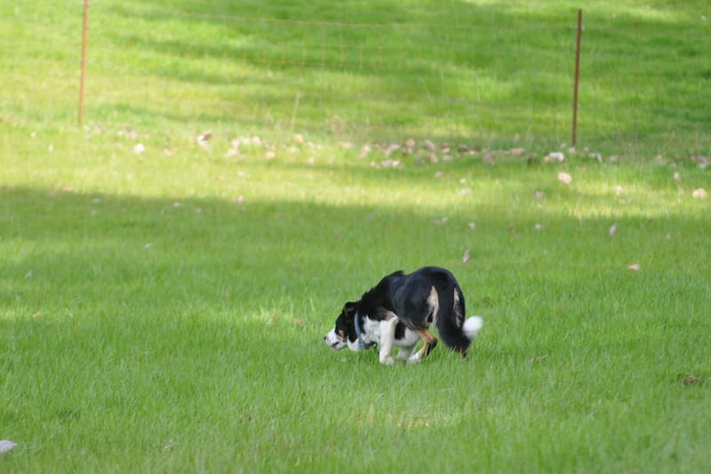 Border collie herding